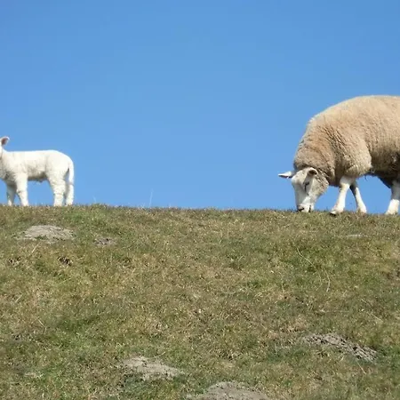 Wasserkoog * Tetenbull