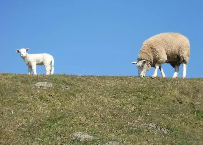 Wasserkoog * Tetenbull